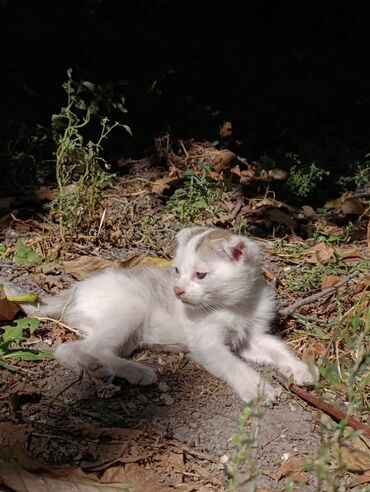 дом для котят: Кошечка добрая ласковая веслоухая