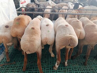 на ферме есть куры козлы и коровы: Продаю | Ягненок | На забой