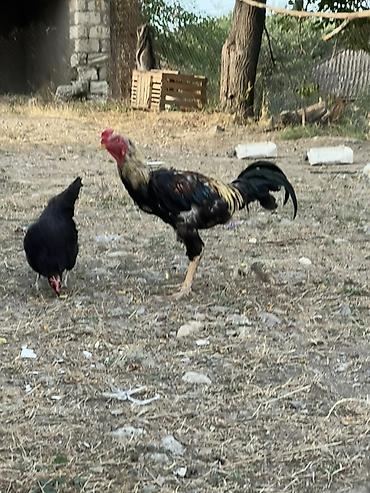 cucə və xoruz təmsil: Heyreti xoruz bir yaş 3 ayliqdir temiz qan heyvandir cadirilma — 9
