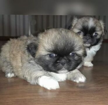 pekines itleri: Pekines, 3 ay, Dişi, Peyvəndli, Ünvandan götürmə, Ödənişli çatdırılma