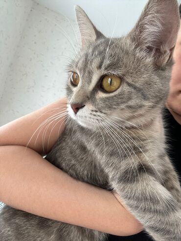 американская короткошёрстная кошка купить: Кошка даром: Беспородная, 1 год, Девочка, Приучена к лотку