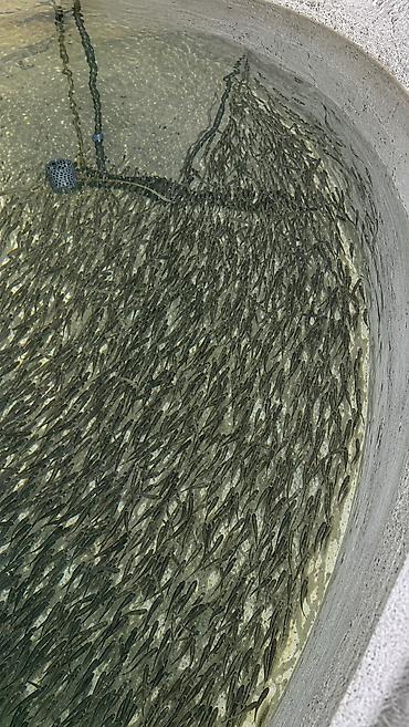 Балыктар: 🔥 ПРОДАЖА МАЛЬКОВ ФОРЕЛИ! 🐟 Предлагаем к продаже качественного малька — 3