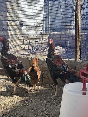 Xoruzlar: Xoruz, il: <1 — 12