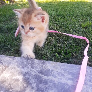 etibarli ellere verilen itler: Qızıl şinşilla, Dişi, Yaxşı əllərə, Ünvandan götürmə, Ödənişli çatdırılma