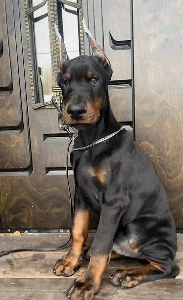 itler: Doberman, 2 ay, Erkək, Sənədli, Pulsuz çatdırılma — 5