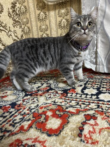 плюшевый кот: Кот, смесь британки и шотландца. 9 месяцев. К лотку приучен. Все