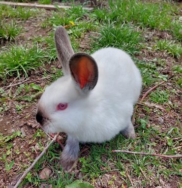 кролики полтавское серебро: Продаю | Крольчата | Калифорнийская