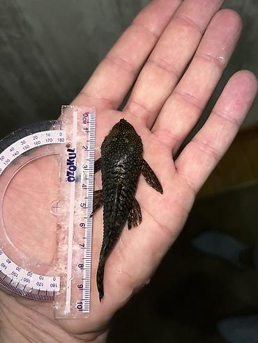 Akvarium aksesuar və ləvazimatları: Akvarium balığı – Hypostomus plecostomus (bristlenose/“sucker” tipli — 7