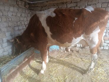 бык 1 5: Продаю | Корова (самка) | Герефорд, Симментальская, Айрширская | Для молока | После отела