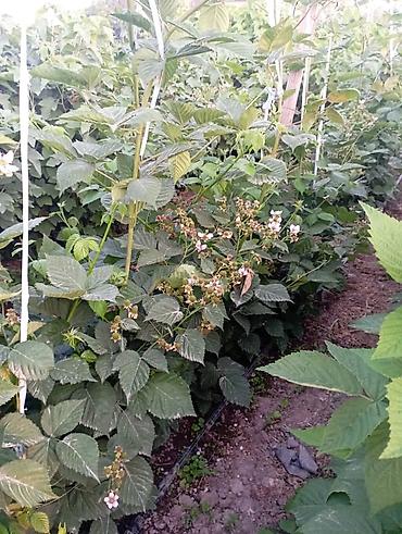 Другие услуги: Продаются саженцы 3-летки чёрной смородины Титания: урожайная — 11