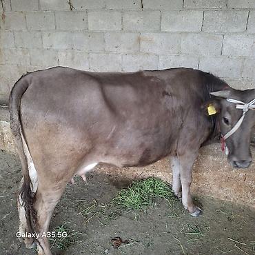 Коровы, быки: Продаю | Корова (самка) | Для молока — 3