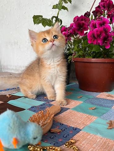 kreditle heyvan satisi: Qızıl şinşilla, Dişi, Erkək, Yaxşı əllərə, Ödənişli çatdırılma, Ünvandan götürmə — 2