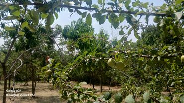 Torpaq sahələrinin satışı: Kənd təsərrüfatı — 14