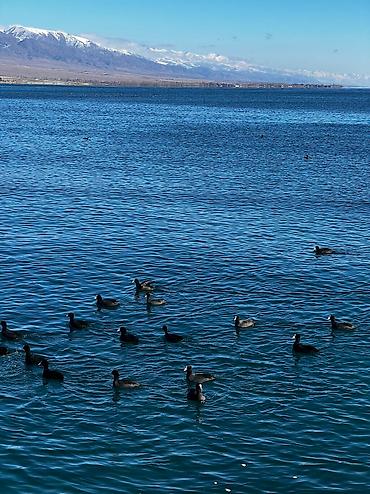 Иссык-Куль 2026: Коттедж, Коттедж 84А ЦО Радуга West, Кош-Кол, Детская площадка, Парковка, стоянка, Охраняемая территория — 10