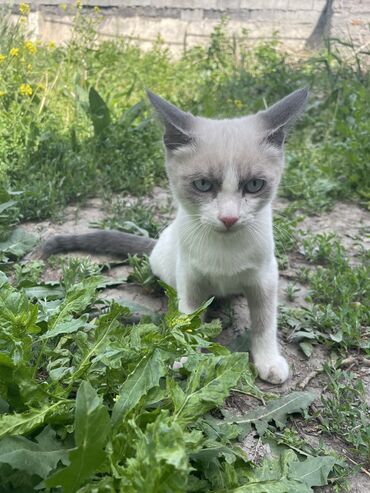 купить белую кошку: 3 месяца, Мальчик, Белый, Приучена к лотку
