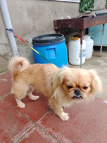 i̇t satisi: Pekines — 2