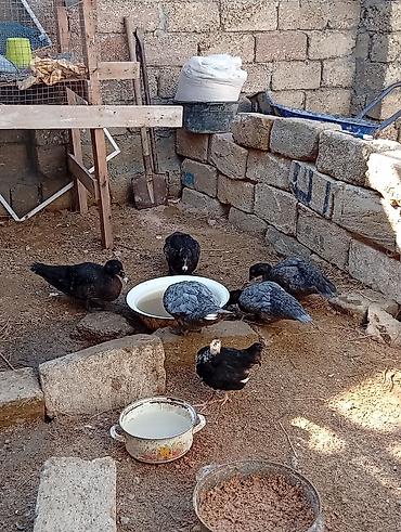 ördey: Lal ördək 8 ədəd .1 ədəd qaZ. hamısına bir qiymət deyin sef edərsə — 2