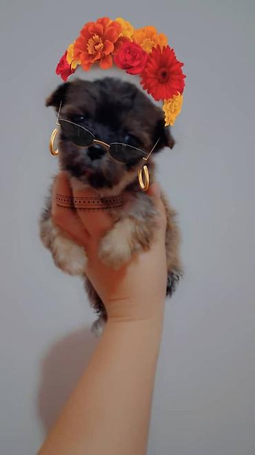 Продажа собак: Пекинес, 1 месяц, Самка — 8