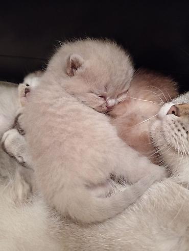 Pişiklər: Yaxşı əllərə — 45