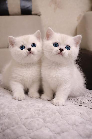 Pişiklər: Britan, Erkək, Dişi — 27