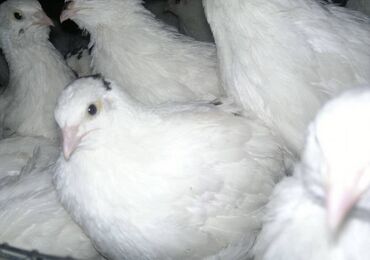 брама курица: Продаю | Инкубационные яйца | Для разведения, Несушки
