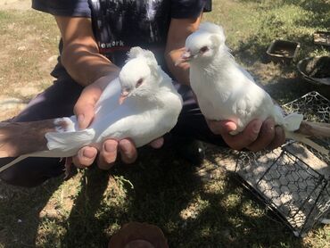 продаю птиц: Продаю краснохвостых бакинцев пара