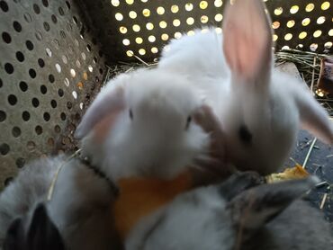 декоративные головы животных на стену: Декоративные кролики