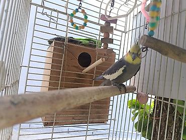 tutuqusu cex: Nimfa (cockatiel) tutuquşu – boz bədən, ağ qanad ləkələri, sarı baş və — 3