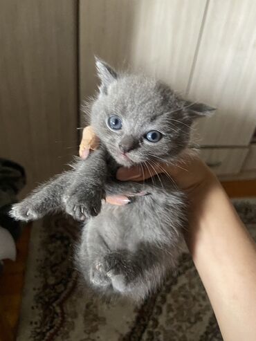 шотландская прямоухая кошка цена: Британская короткошёрстная, 1 месяц, Мальчик, Лиловый, Приучена к лотку, Проглистована