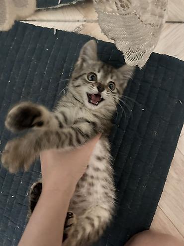 Отдам даром кошку: 1 месяц, Девочка — 3