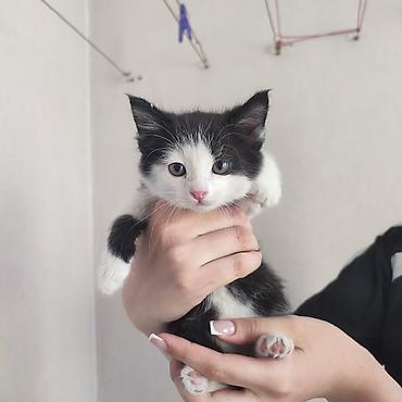 купить котят: Котята, помёт домашней кошки. Разные окрасы: черно-белый — 1