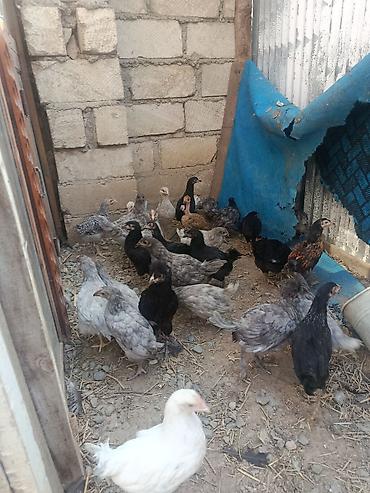 cucə yemləri: Toyuq cücələri, Damazlıq — 1