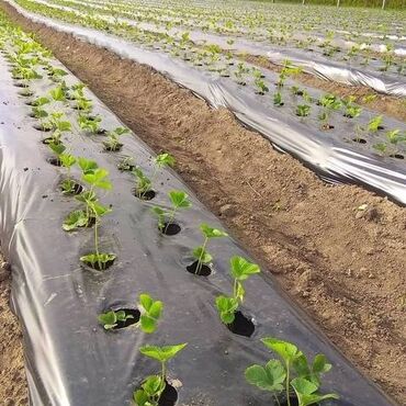 Другие товары для дома и сада: Пленка для мульчирования 30 микрон. Пленка для мульчирования 30 мкм — 8