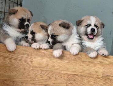 Psi: Stenci Akita Inu (Japanska Akita)ostenjeni 25.08.25. vakcinisani — 1