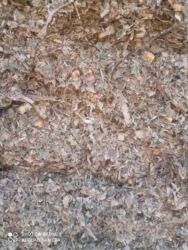 продажа домашних животных: Силос сатылат