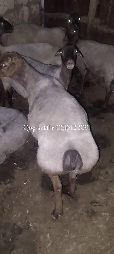 Mal-qara: Qoç – yerli quyruqlu tip - İri quyruq və güclü sümük quruluşu - — 2