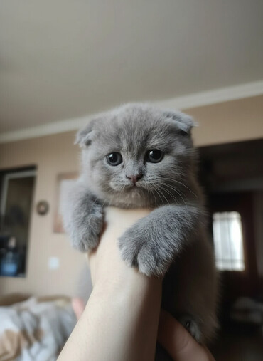 Pişiklər: Şotland yastı qulaq, Dişi, Erkək, Ünvandan götürmə — 1