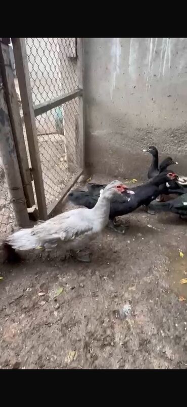 Ördəklər: Erkək, | Lal ördək, Ətlik — 12