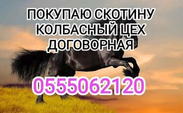 кунан сатам: Сатып алам | Уйлар, букалар, Жылкылар, аттар | Бордоп семиртүү үчүн, Акысыз жеткирүү, Бардык шартта