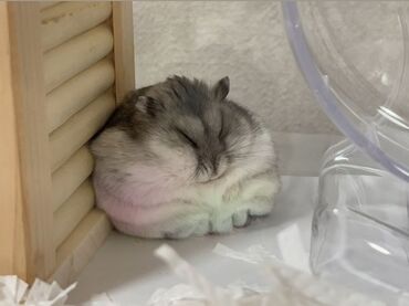 Gəmiricilər: 🐹 Hər növ xamyaklar və aksesuarlar satışda! 🐭 ✨ Bizdə cunqariklər — 8