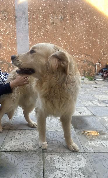 İtlər: Retriever, 2 il, Erkek, Peyvəndli, Pulsuz çatdırılma -da lalafo.az — 5 İtlər: Retriever, 2 il, Erkek, Peyvəndli, Pulsuz çatdırılma — 5