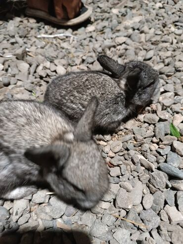 kaliforniya dovşan: Salam dovşanlar təcili satılır 2side bir yerlikde 15azn zəng etmeyin