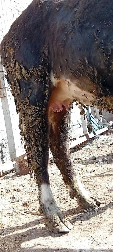 Коровы, быки: Продаю | Корова (самка) — 5