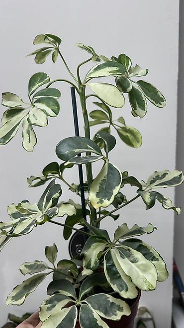 вариегатный: Шеффлера вариегатная (Schefflera arboricola ‘Variegata’) в горшке - — 1