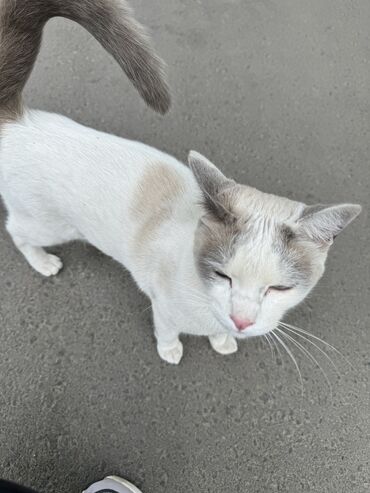 домик для кота: Бессовестные нелюди выкинули кота на улицу. Кот ласковый