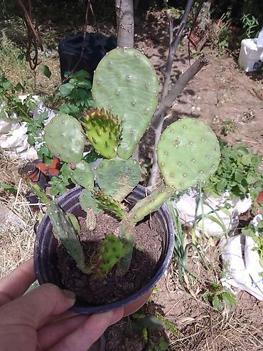 Kaktus: Kolekcija kaktusa – više vrsta u saksijama - Opuntia (indijska — 11