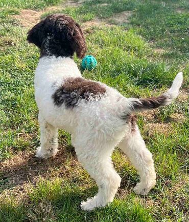 Psi: Nasa odgajivacnica lagotto romagnolo pasa A GANG OF LAGOTTA FCI 7244 — 8
