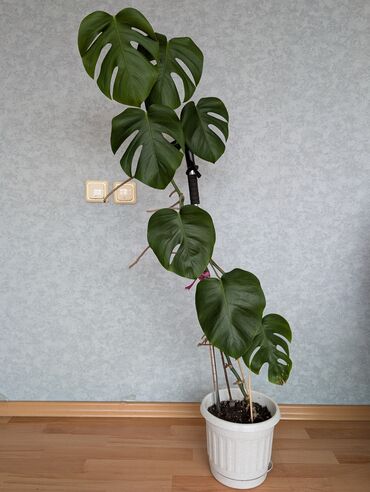 искусственный листья: Монстера делициоза (Monstera deliciosa) в напольном кашпо. - Крупные