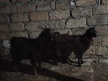 Mal-qara: Məhsul: 2 baş qara rəngli keçi 1 erkəy 1dişi 20 22 kilo diri — 3