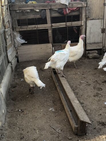 Hinduşka: Dişi, Damazlıq, Ünvandan götürmə — 12